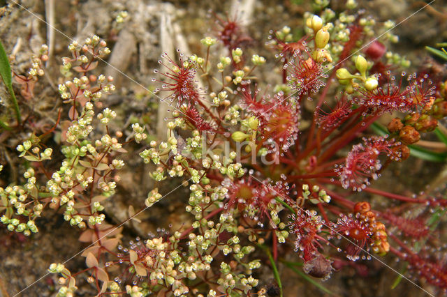 Allseed (Radiola linoides)