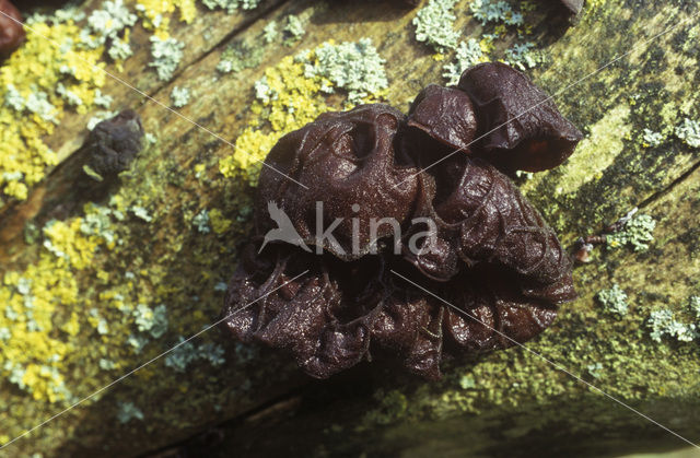 Jew’s Ear (Hirneola auricula-judae)