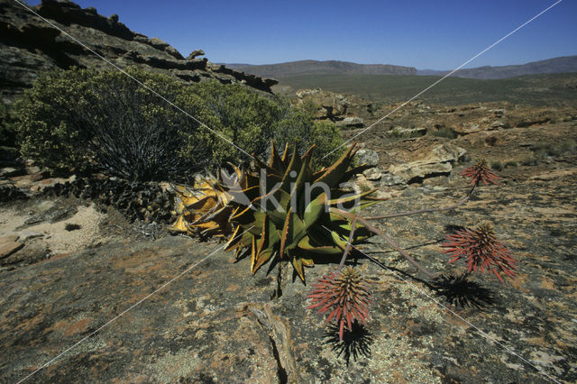 Echte Aloe (Aloe vera)