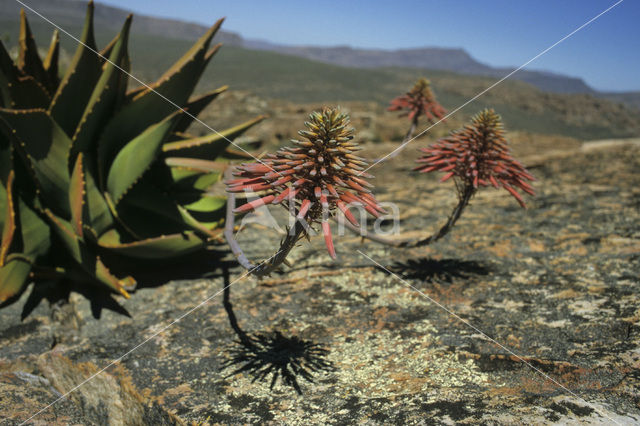 Echte Aloe (Aloe vera)