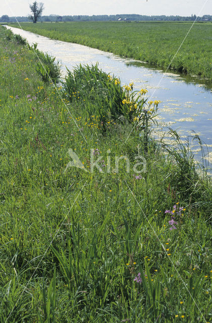 Echte koekoeksbloem (Lychnis flos-cuculi)