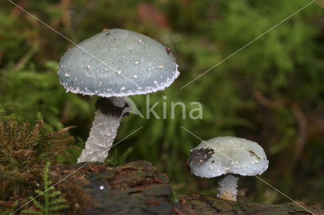 Verdigris Toadstool (Psilocybe aeruginosa)