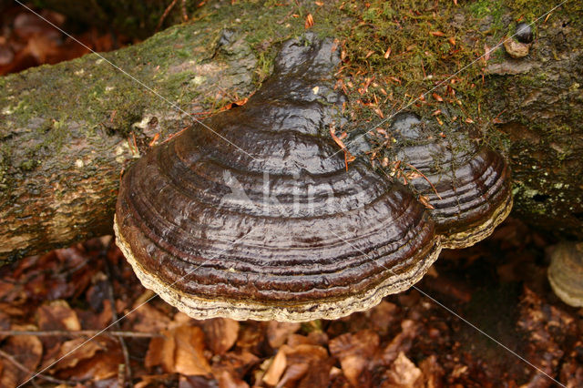touchwood (Fomes fomentarius)