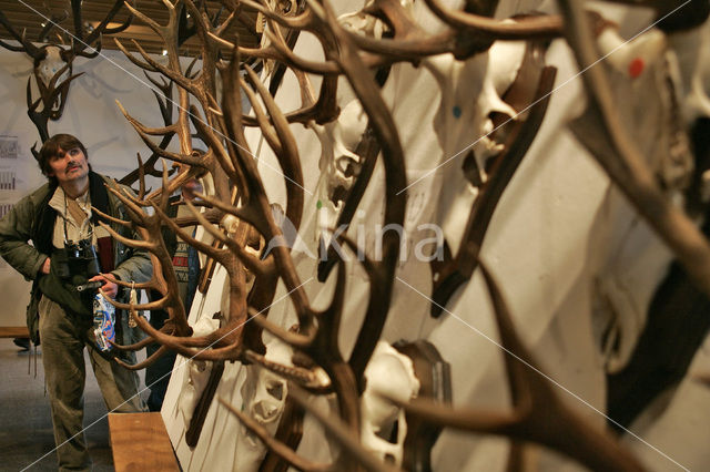 Red Deer (Cervus elaphus)