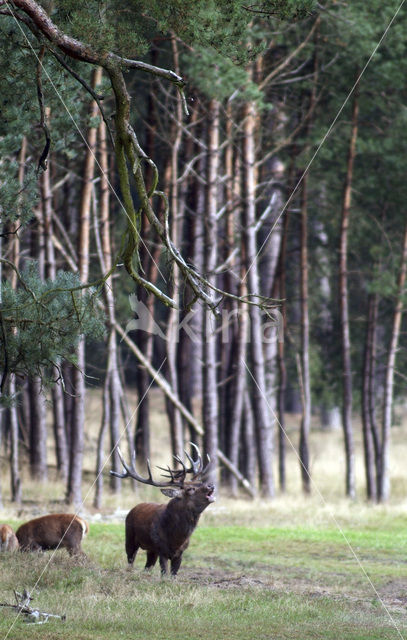 Red Deer (Cervus elaphus)