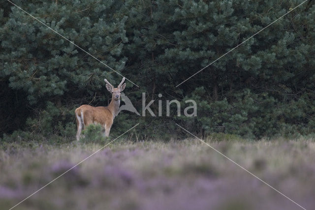 Edelhert (Cervus elaphus)