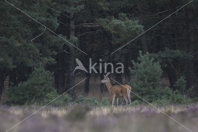 Red Deer (Cervus elaphus)