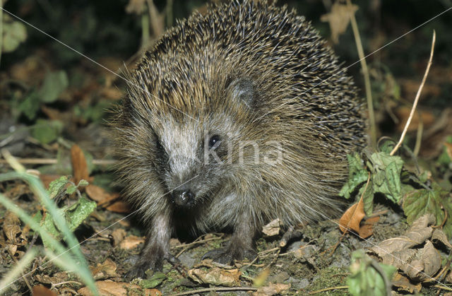 Egel (Erinaceus europaeus)