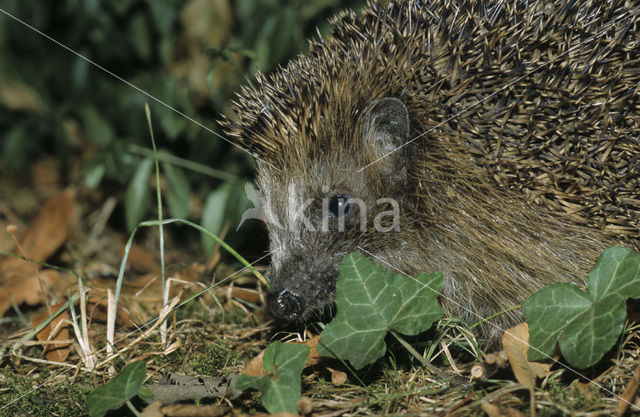 Hedgehog (Erinaceus europaeus)