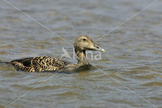 Eider (Somateria mollissima)