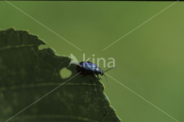 alder leaf beetle (Agelastica alni)