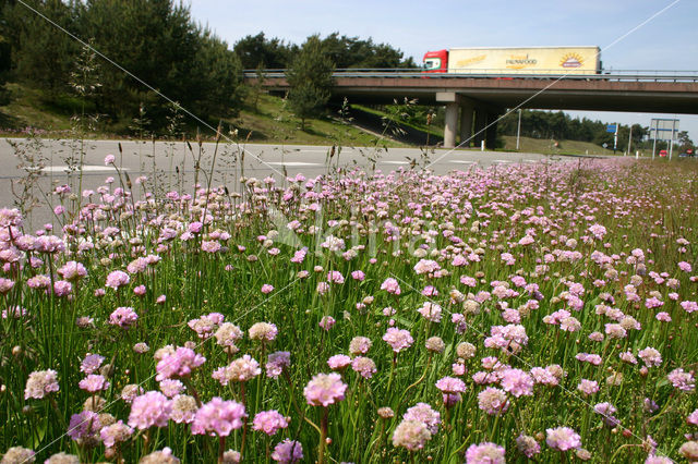 Thrift seapink (Armeria maritima)