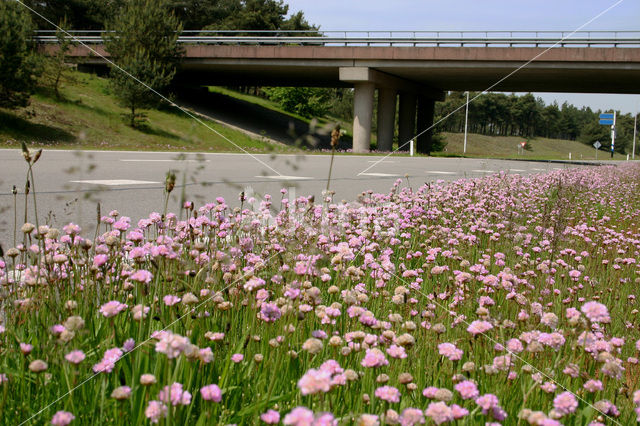 Thrift seapink (Armeria maritima)