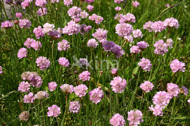 Engels gras (Armeria maritima)