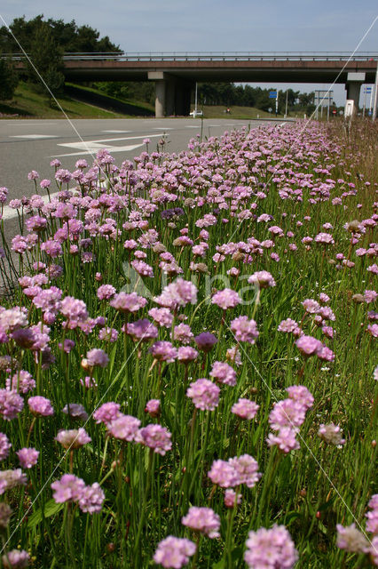 Thrift seapink (Armeria maritima)