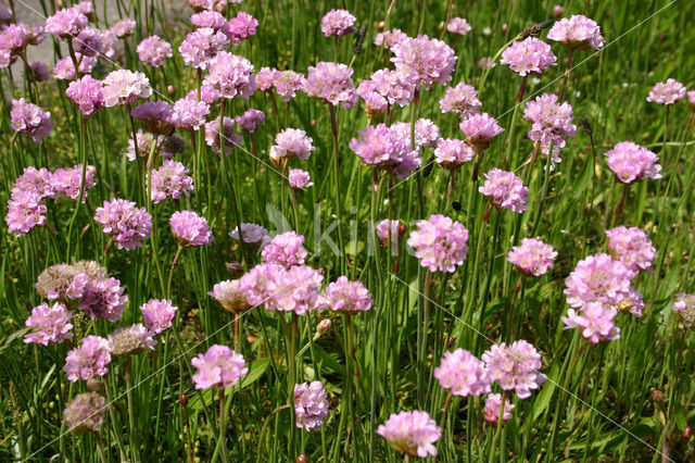 Engels gras (Armeria maritima)