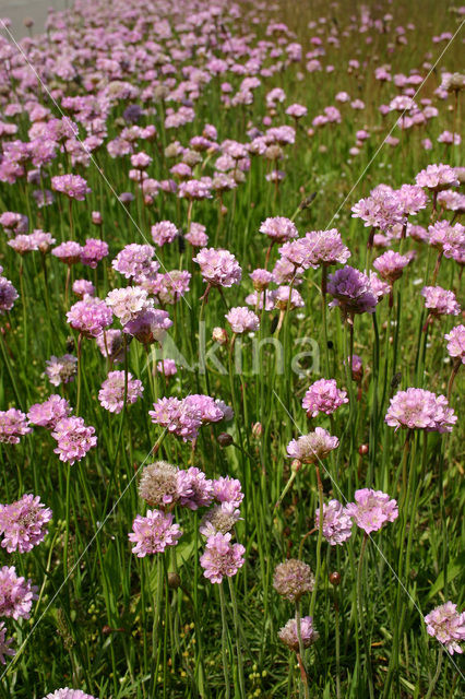 Engels gras (Armeria maritima)