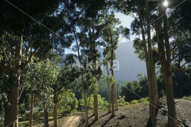 Eucalyptus (Eucalyptus diversicolor)