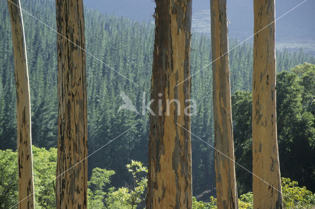 Eucalyptus (Eucalyptus diversicolor)