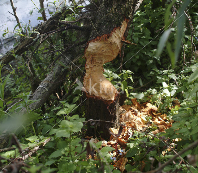 Eurasian beaver (Castor fiber)