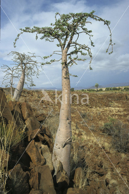 Bottle tree (Pachypodium lealii)