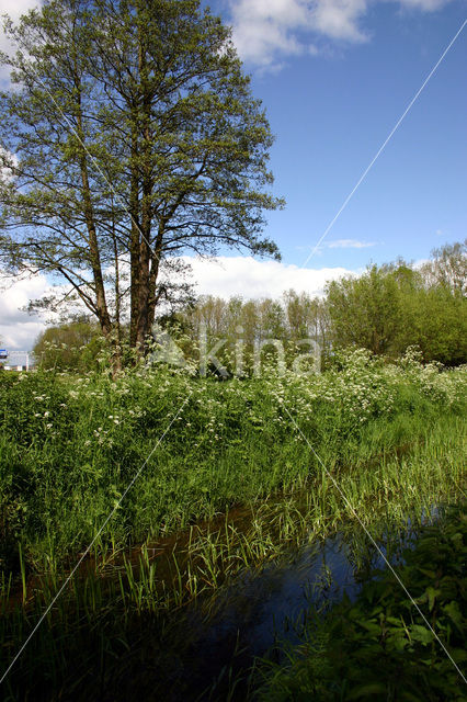 Cow Parsley (Anthriscus sylvestris)