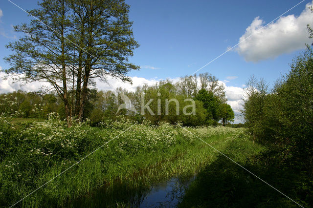 Cow Parsley (Anthriscus sylvestris)