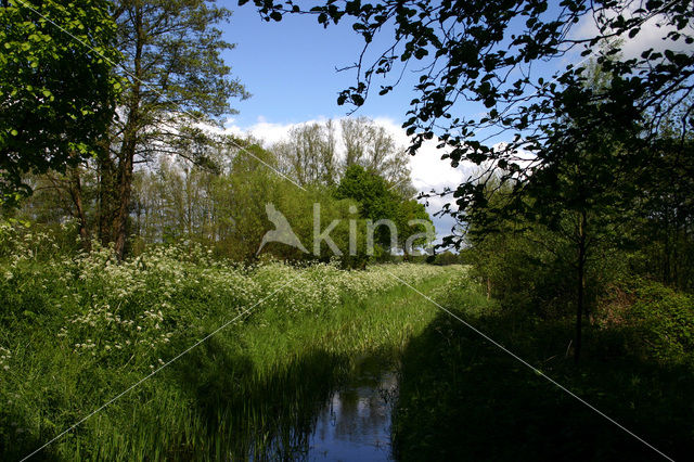 Cow Parsley (Anthriscus sylvestris)