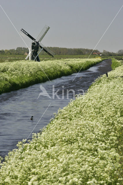 Fluitekruid (Anthriscus sylvestris)