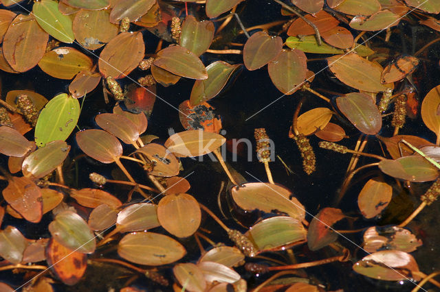 Fonteinkruid (Potamogeton spec.)