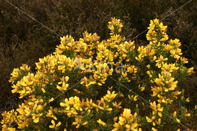 Common Gorse (Ulex europaeus)