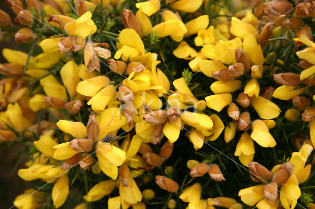 Gaspeldoorn (Ulex europaeus)