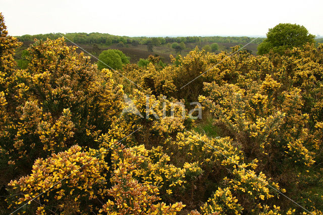 Common Gorse (Ulex europaeus)