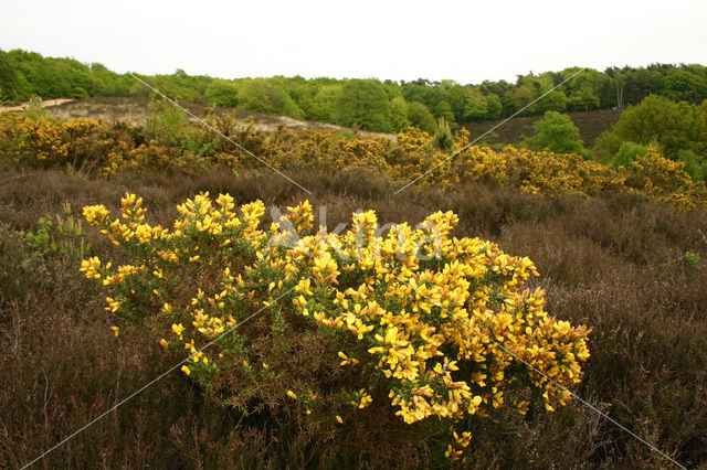 Gaspeldoorn (Ulex europaeus)