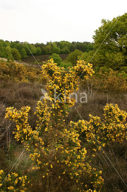 Gaspeldoorn (Ulex europaeus)