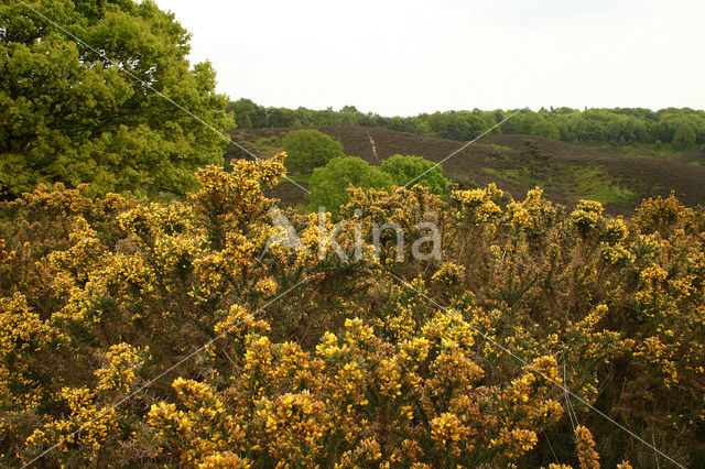 Common Gorse (Ulex europaeus)