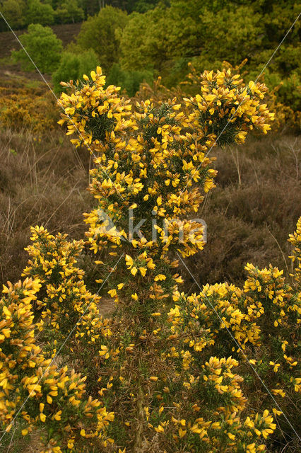 Common Gorse (Ulex europaeus)