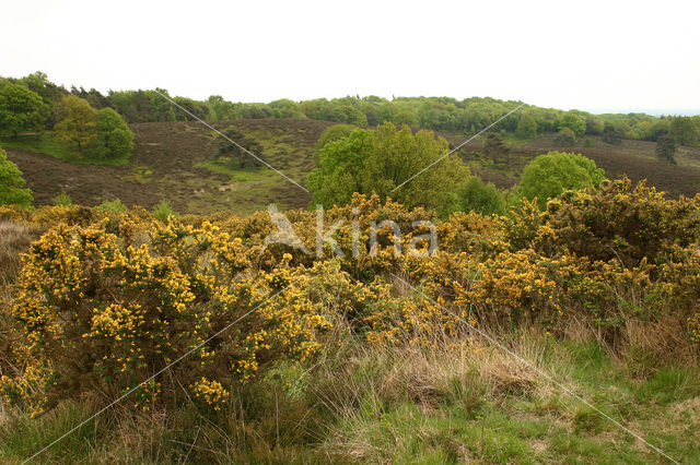 Common Gorse (Ulex europaeus)