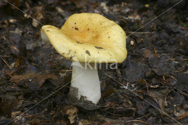 Ochre Brittlegill (Russula ochroleuca)
