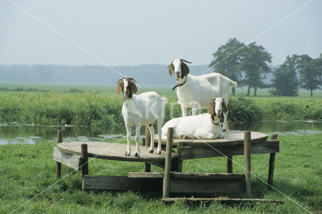Goat (Capra spp)