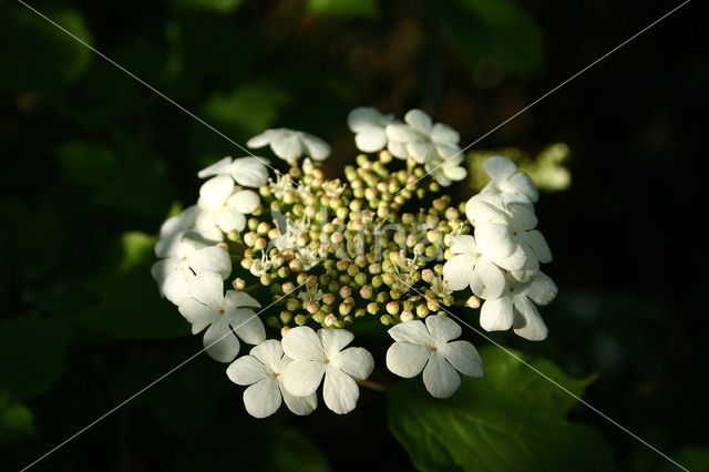 Gelderse roos (Viburnum opulus)