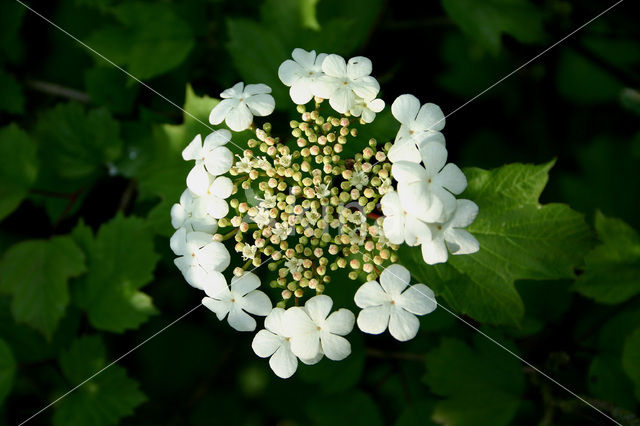 Guelder Rose
