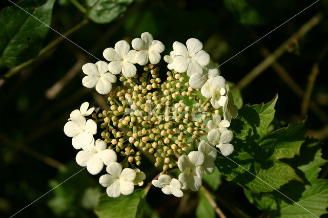 Guelder Rose