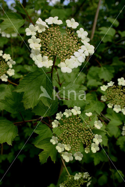 Guelder Rose
