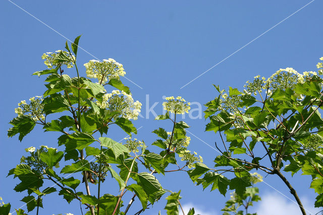 Gelderse roos (Viburnum opulus)