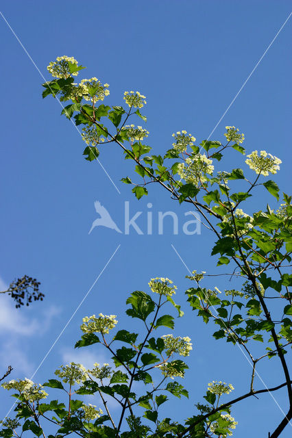 Guelder Rose