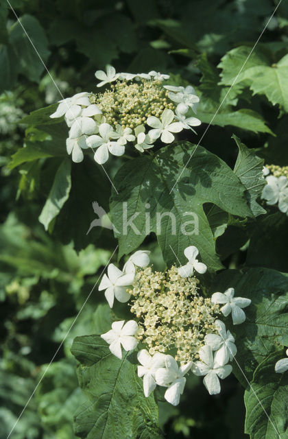 Gelderse roos (Viburnum opulus)