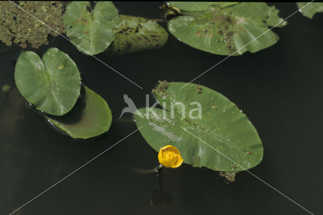 Yellow Waterlily (Nuphar lutea)