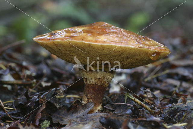 Larch bolete (Suillus grevillei)