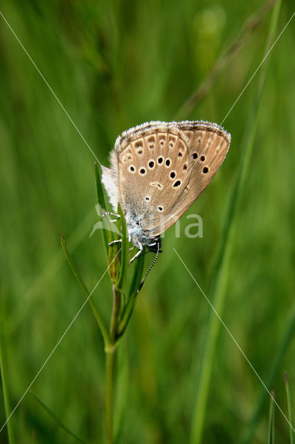 Alcon Blue (Maculinea alcon)